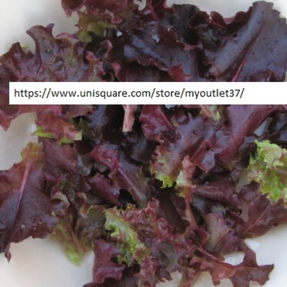 Ruby Leaf Lettuce Seeds - Vegetable Seeds - BOGO